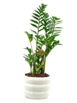 Plant 48 (Large)