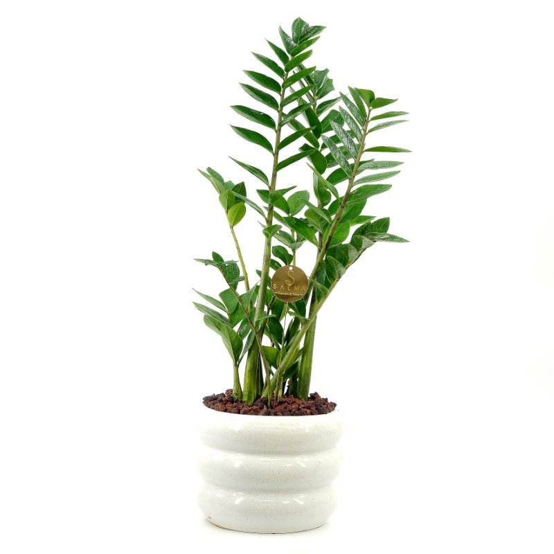 Plant 48 (Large)