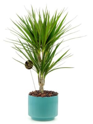 Plant 49 (Large)