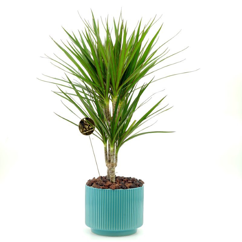 Plant 49 (Large)