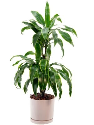 Plant 50 (Large)
