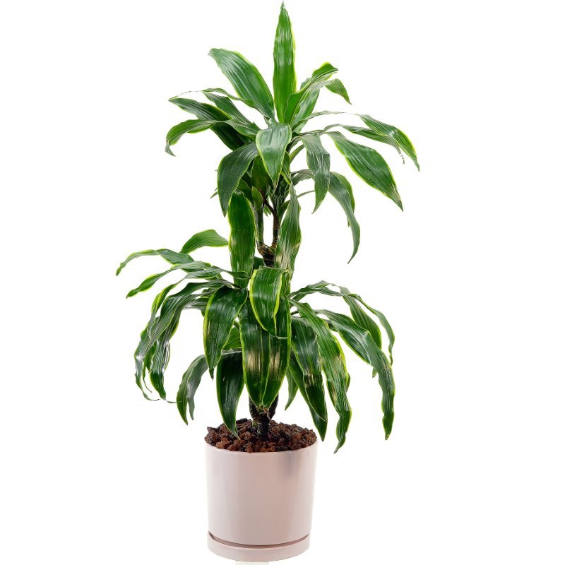 Plant 50 (Large)
