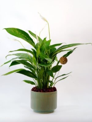 Plant 51 (medium)