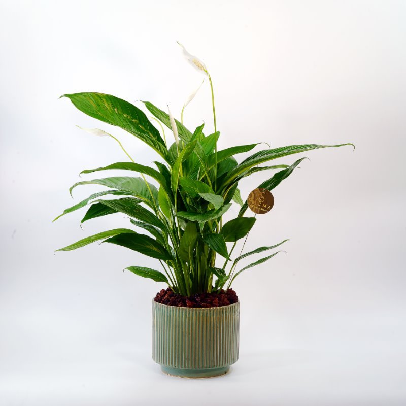 Plant 51 (medium)
