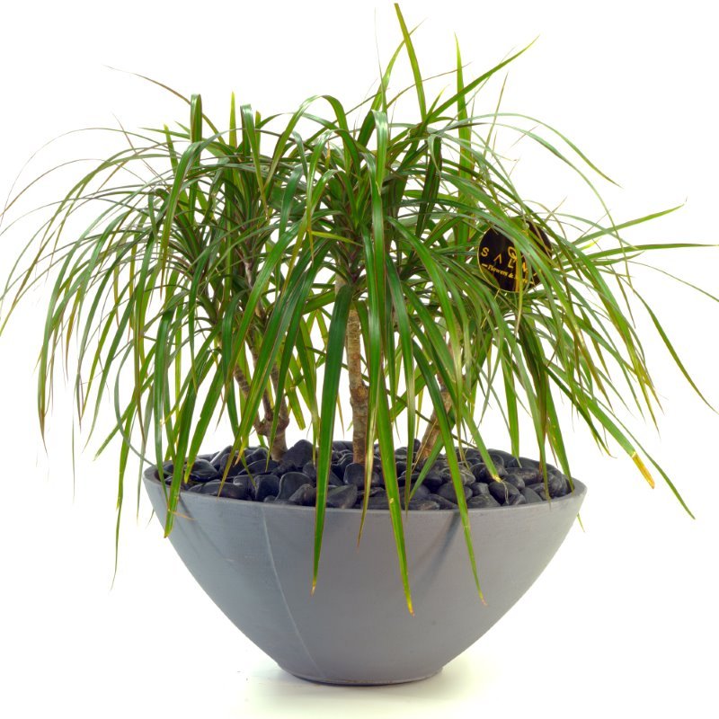Plant 52 (Large)
