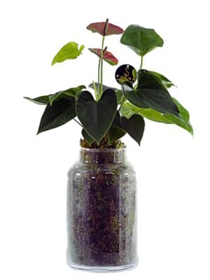 Plant 53 (medium)