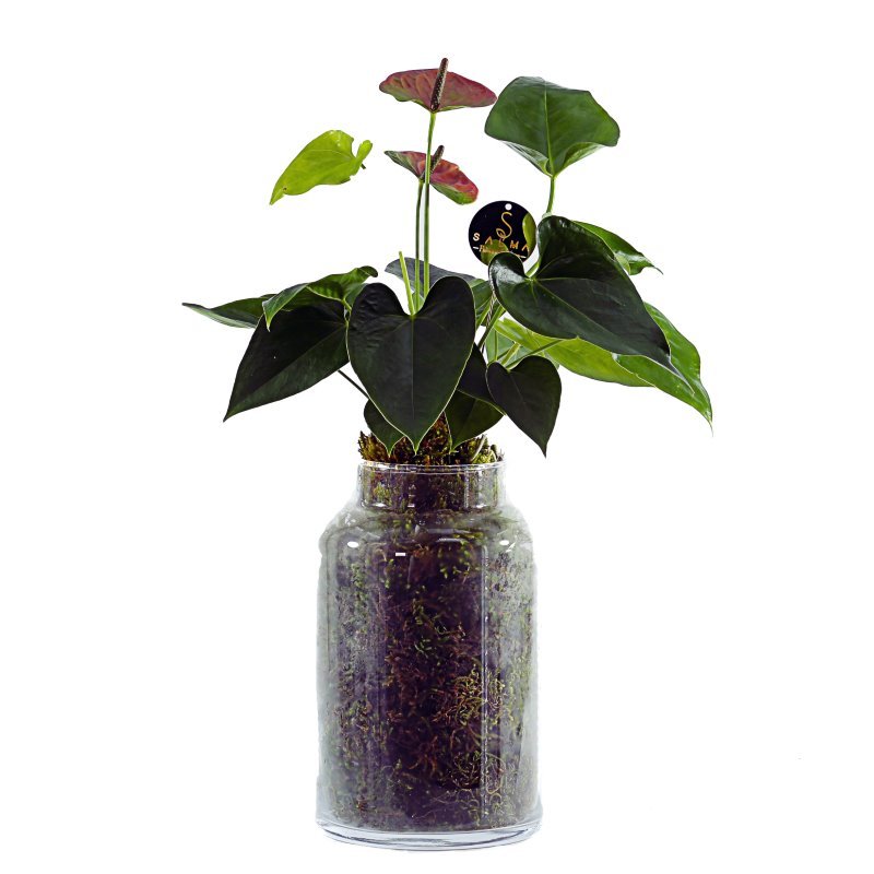 Plant 53 (medium)