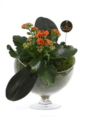 Plant 54