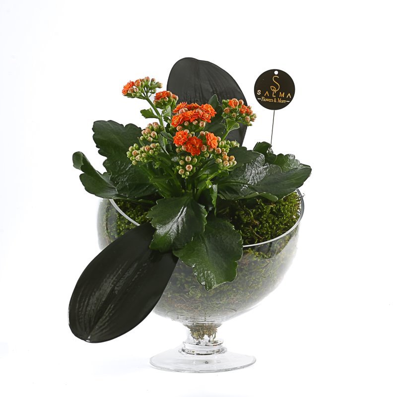 Plant 54