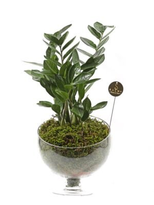 Plant 55