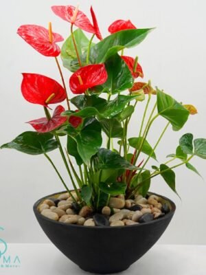 Plant 8