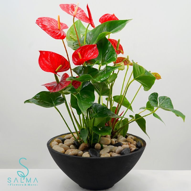 Plant 8