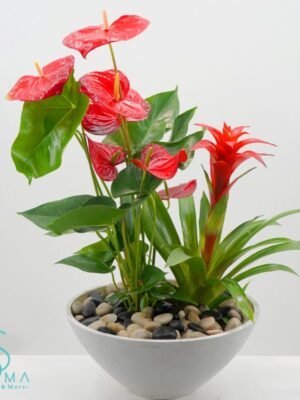 Plant 9