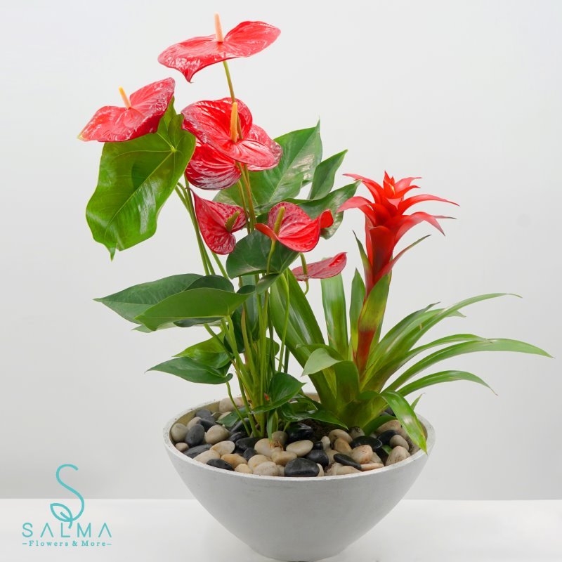 Plant 9