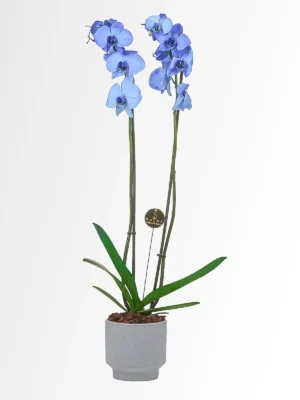 Blue Orchid by Salma Flowers – Same-day delivery in Amman