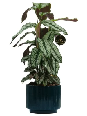 Calathea indoor plant with striped leaves in ceramic pot – Salma Flowers