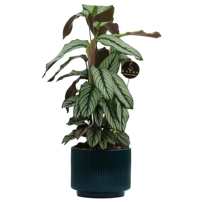 Calathea indoor plant with striped leaves in ceramic pot – Salma Flowers