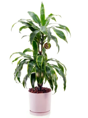 Dracaena by Salma Flowers – Same-day delivery in Amman