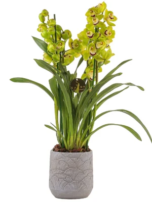 Green Cymbidium Orchid by Salma Flowers – Same-day delivery in Amman