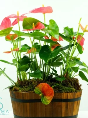 Large Anthurium by Salma Flowers – Same-day delivery in Amman