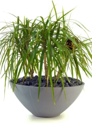 Large Dracaena indoor plant in decorative pot – Salma Flowers