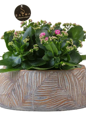Large Pink Kalanchoe by Salma Flowers – Same-day delivery in Amman