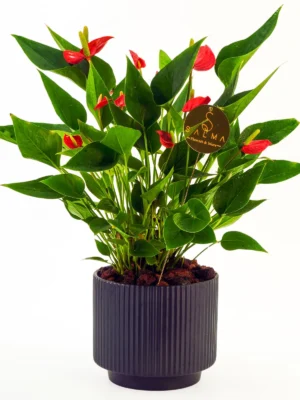 Million Anthurium by Salma Flowers – Same-day delivery in Amman