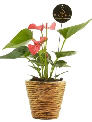 Mini Anthurium plant with pink-red flowers in woven basket pot – Salma Flowers