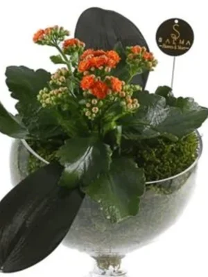 Mini Orange Kalanchoe plant in a decorative glass pot – Salma Flowers