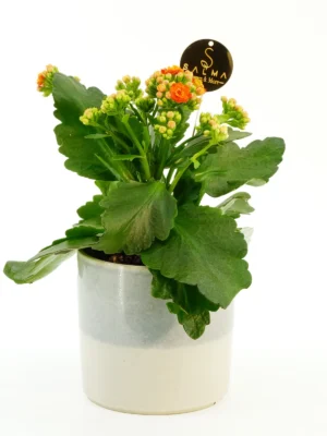 Orange Kalanchoe plant with bright blooms in ceramic pot – Salma Flowers