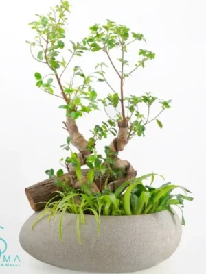 Penzai bonsai-style plant in decorative stone pot – Salma Flowers