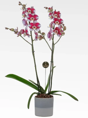 Phalaenopsis Orchid by Salma Flowers – Same-day delivery in Amman