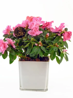 Pink Azalea plant in a modern square pot – Salma Flowers