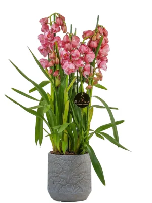 Pink Cymbidium Orchid by Salma Flowers – Same-day delivery in Amman
