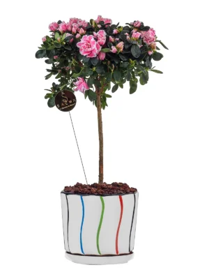 Pink Indian Azalea flowering plant in a decorative striped pot – Salma Flowers
