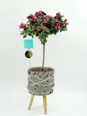 Pink Indian Azalea flowering plant in a woven basket pot with stand – Salma Flowers