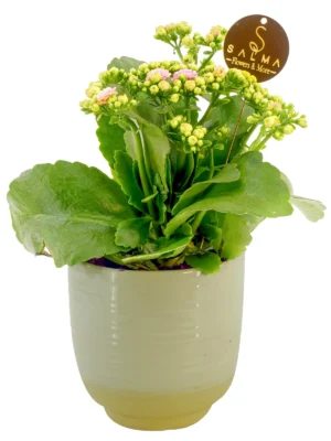 Pink Kalanchoe by Salma Flowers – Same-day delivery in Amman