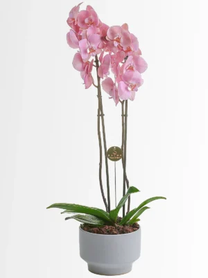 Pink Orchid Phalaenopsis in ceramic pot – Salma Flowers