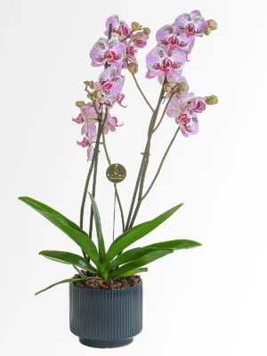 Pink Streaked Orchid by Salma Flowers – Same-day delivery in Amman