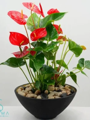 Large Red Anthurium plant in decorative bowl with pebbles – Salma Flowers