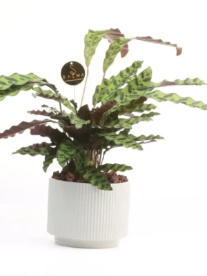 Small Calathea indoor plant with patterned leaves in white ceramic pot – Salma Flowers