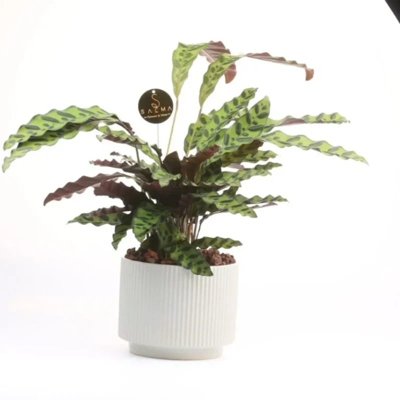 Small Calathea indoor plant with patterned leaves in white ceramic pot – Salma Flowers