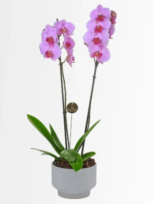 Soft Pink Orchid by Salma Flowers – Same-day delivery in Amman