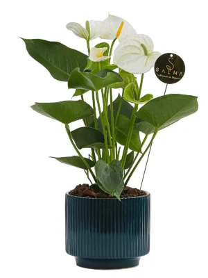 White Anthurium by Salma Flowers – Same-day delivery in Amman