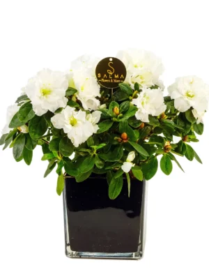 White Azalea flowering plant in a black square pot – Salma Flowers
