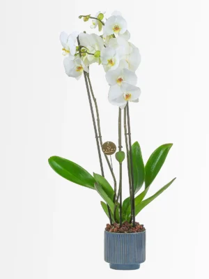 White Orchid by Salma Flowers – Same-day delivery in Amman