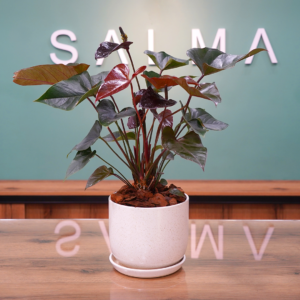 Black Anthurium - Luxury Flowers Arrangement