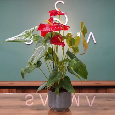 Red Anthurium - Luxury Flowers Arrangement