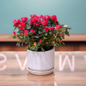 Pink Azalea - Luxury Flowers Arrangement