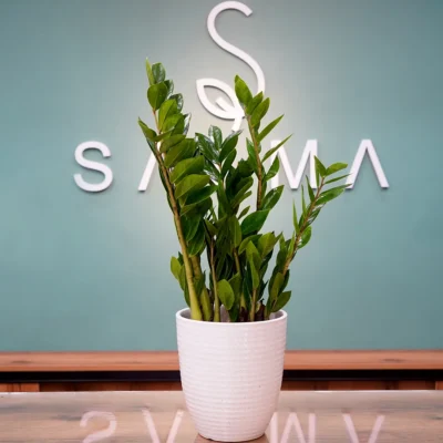 Zamiaceae - Luxury Flowers Arrangement
